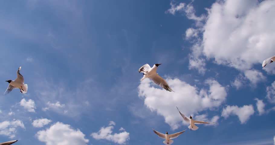 White Dove Composition On Bright Blue Sky. Stock Footage Video 3989851 ...