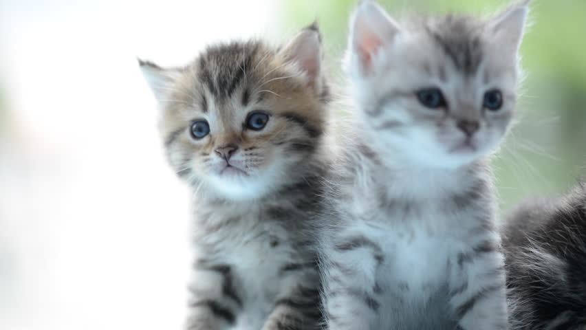 Header of Tabby
