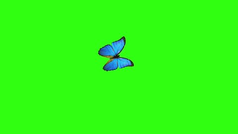 4k Flying Feather Green Screen Vidéos De Stock 100