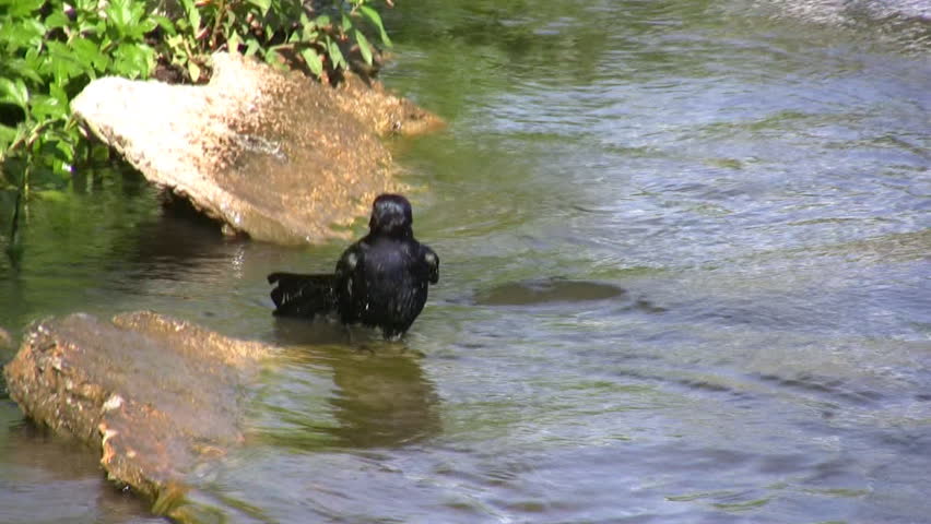 Header of grackle