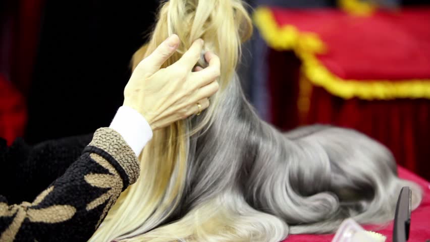 Owner Corrects Hair Of Little Stock Footage Video 100 Royalty