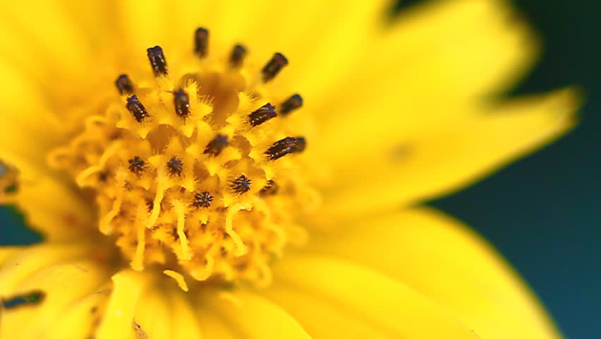 Header of Wedelia
