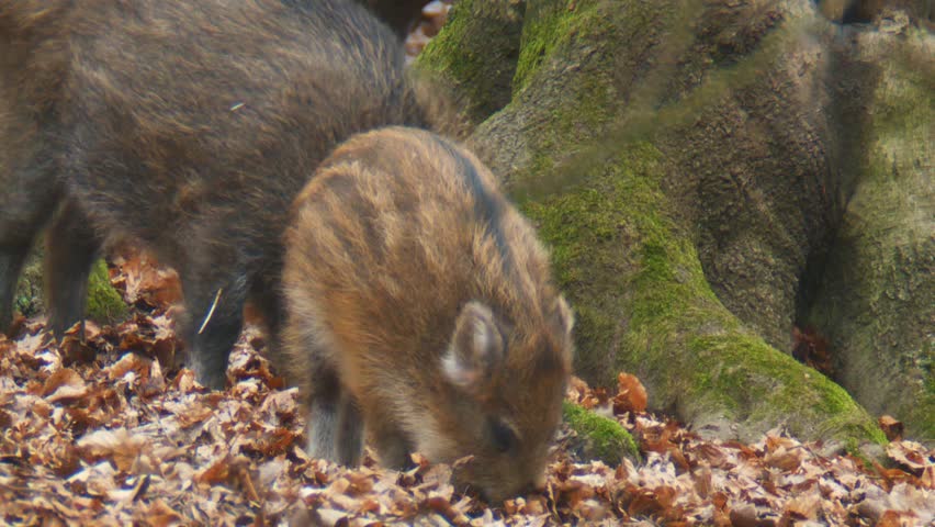 Wild Boar Stock Footage Video (100% Royalty-free) 2015417 | Shutterstock