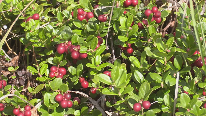 Header of cowberry