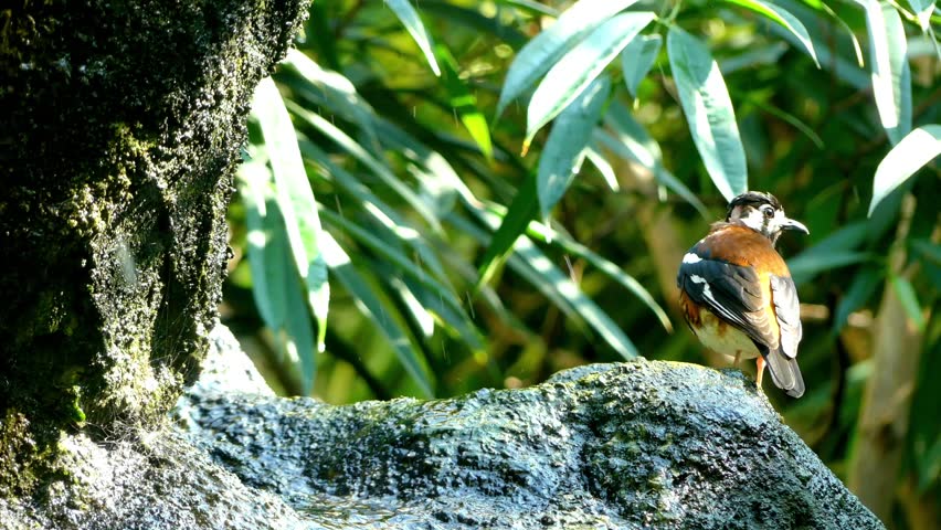 Header of Chestnut-Backed Thrush