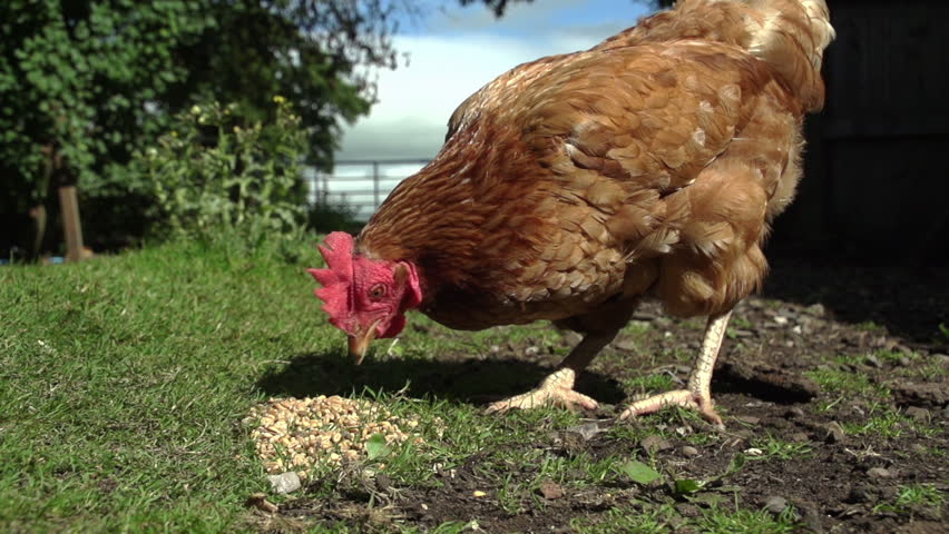 Single Free Range Chicken Eating Stok Video 100 Telifsiz 20299057 Shutterstock