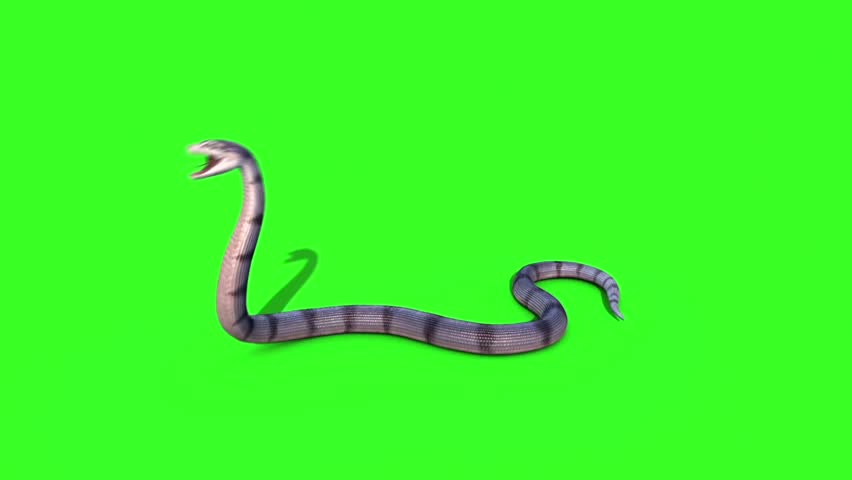 green screen snake gifs