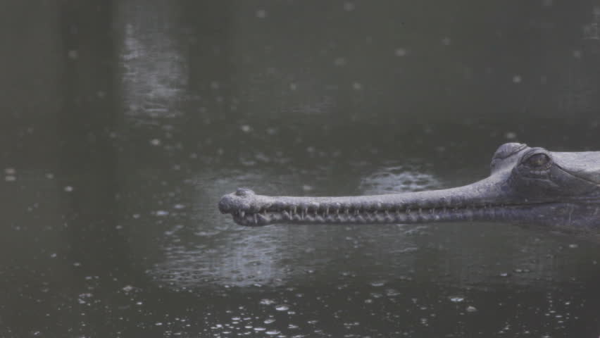 Header of gharial