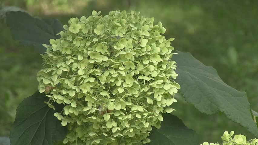 Hydrangea Flower Bush With White Blooms And Green Leaves In Summer