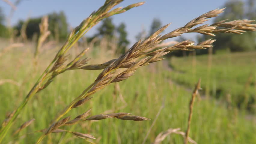 Header of Brome