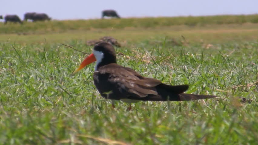 Header of African skimmer