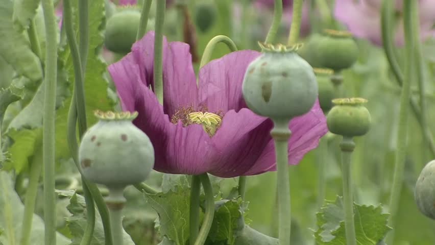 Opium Poppy Seed Pods And Stock Footage Video 100