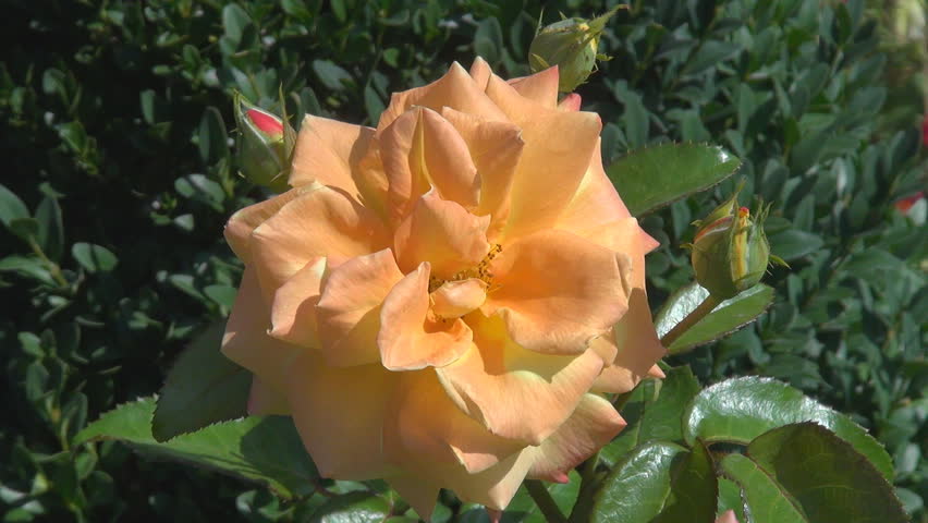 Beautiful Orange Rose Stock Footage Video (100% Royalty-free) 2131997