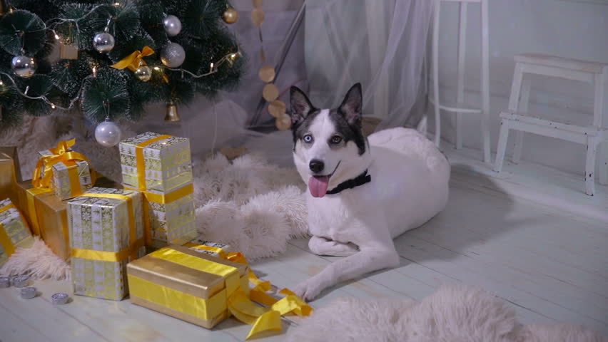 The Dog Lies Near A Christmas Tree On The Background Of A Burning