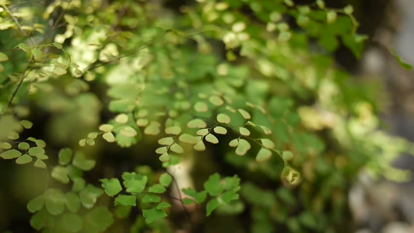 Header of Adiantum