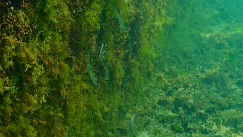 Header of amphipod