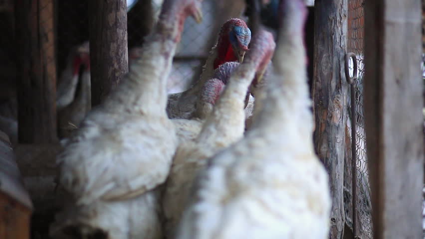 Header of gobbler