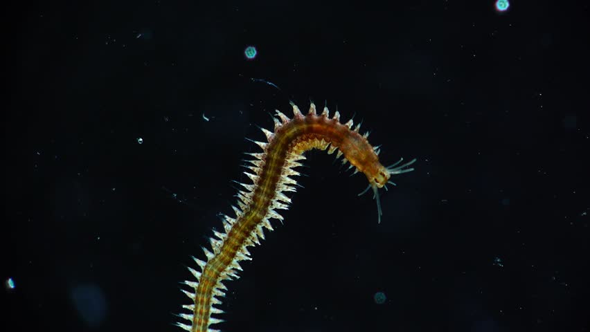 Image result for polychaete worm