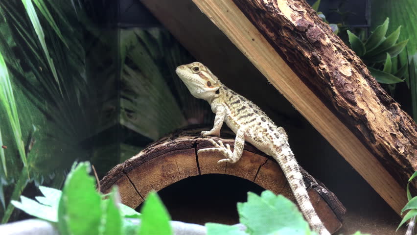 bearded dragon cage petsmart