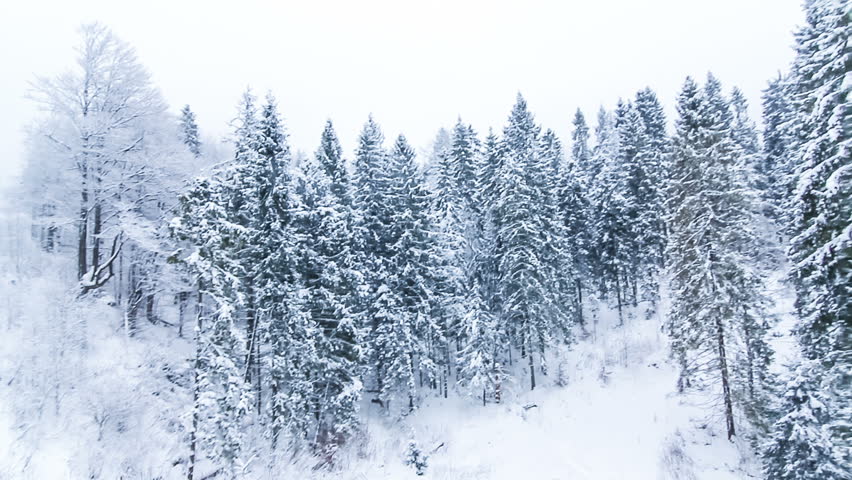 Snowy Road In Karelian Evergreen Forests At Winter Season, Russia Stock ...