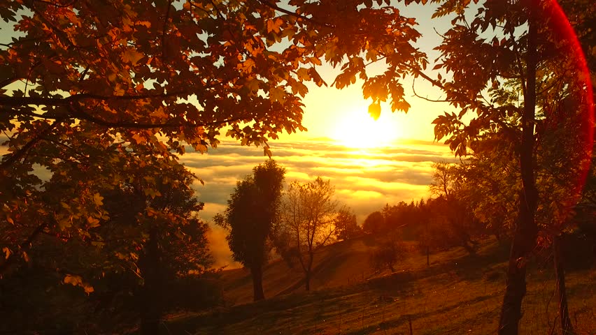 Bright Autumn Trees Sunshine Sunshine Autumn Park Red Trees Afternoon ...