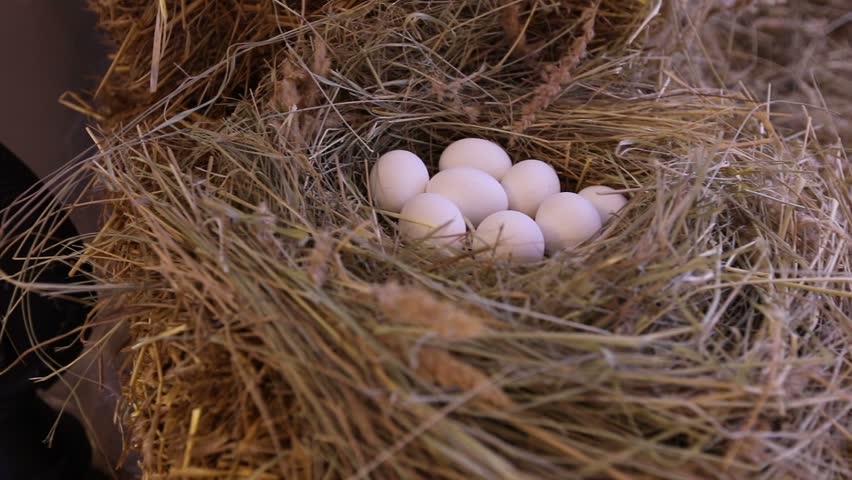 К чему снится собирать во сне яйца. Гнездо с яйцами. Гнездо курицы с яйцами. Куриные яйца в гнезде. Курочка в гнезде с яйцами.