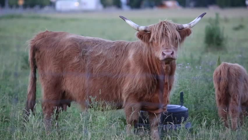 Hd00 09long Horned Highland Cow Walks Out Of Frame Long Horned Highland Cow Walks Out Of Frame