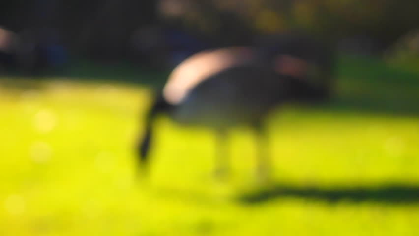 Header of soggy