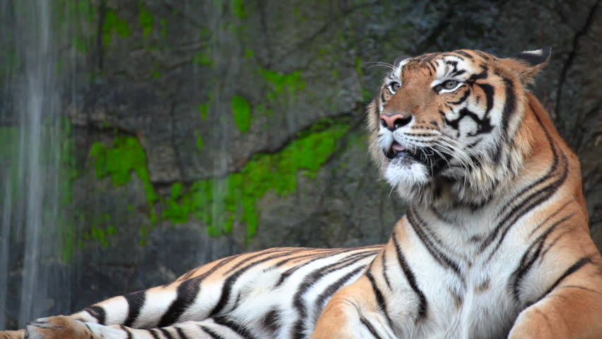 Ferocious Tiger Stock Footage Video | Shutterstock