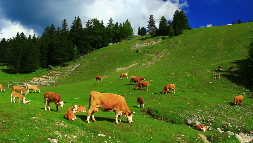 Cattle Like Cow, Heifer, Calf Grazing Grass Peacefully On A High ...