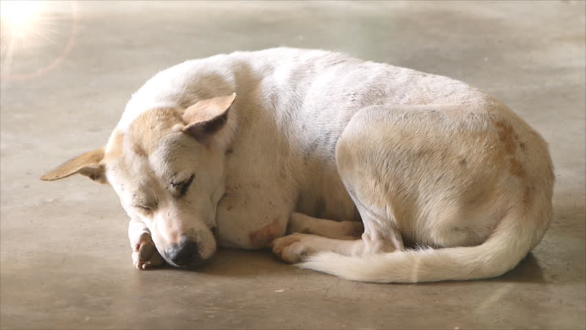 stock-video-clip-of-white-dog-sleeping-on-floor-with-shutterstock