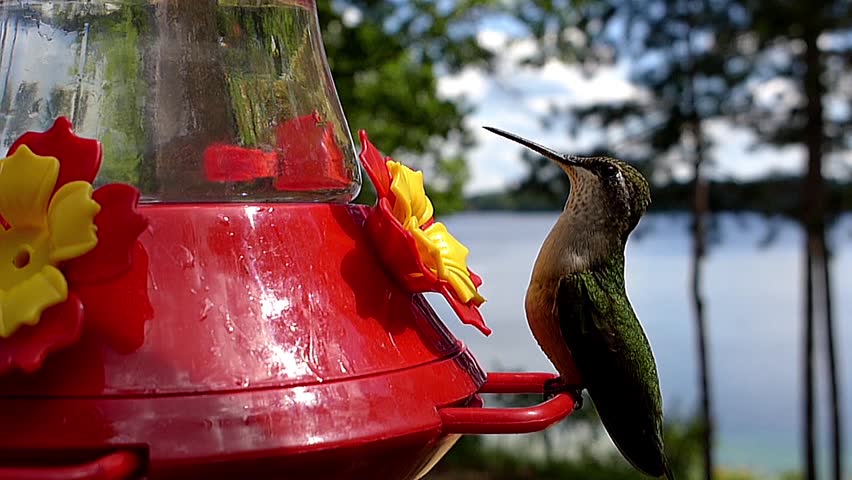Ruby Throated Hummingbird Female In Slow Stock Footage Video 100