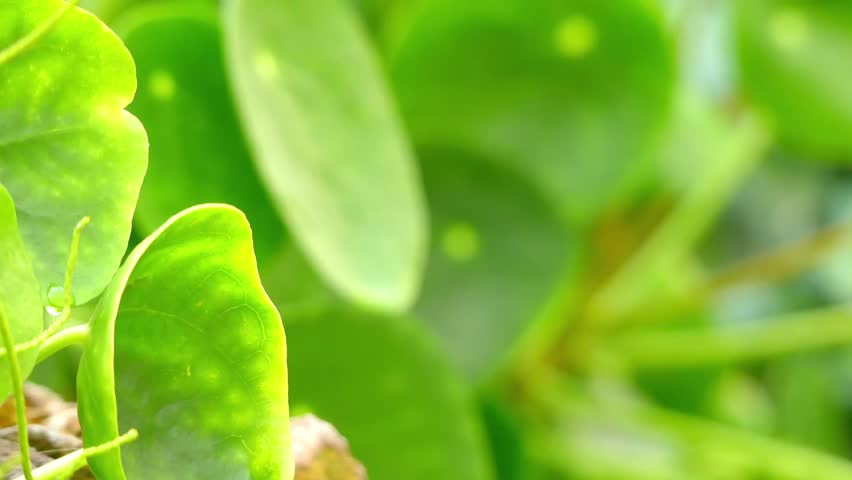 Header of pilea