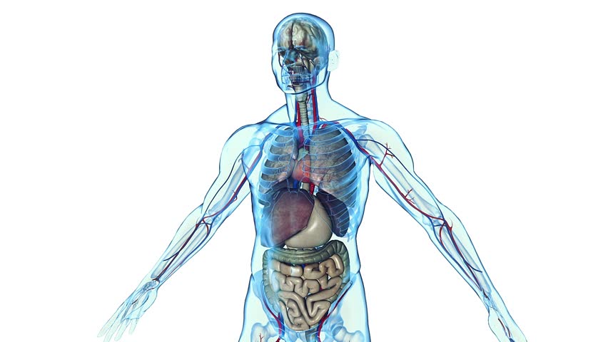 Human body and internal organs in loop rotation
