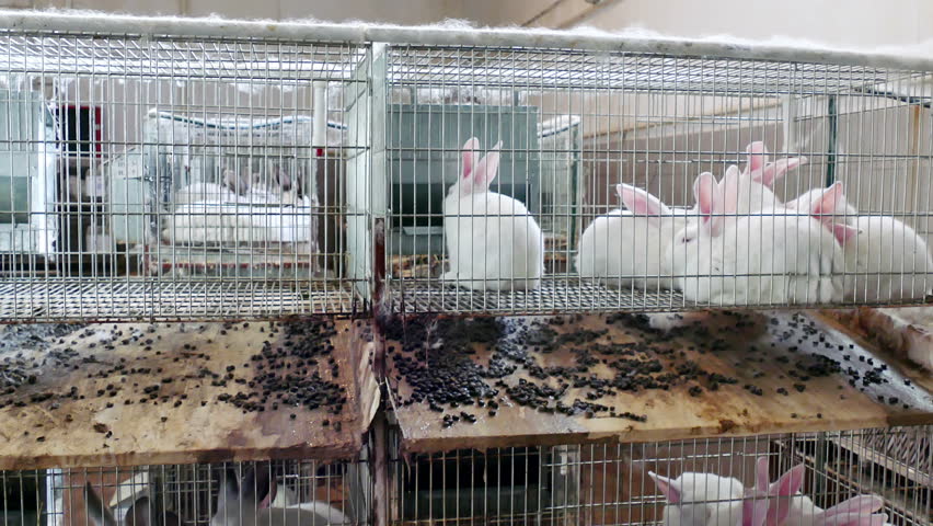 Egg Laying Chickens In Crowded Battery Cages, Animal Rights, Shallow 