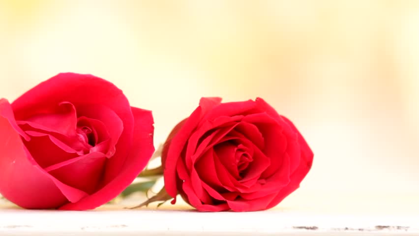 Close Up Roses Male Hand Stock Footage Video 100 Royalty Free