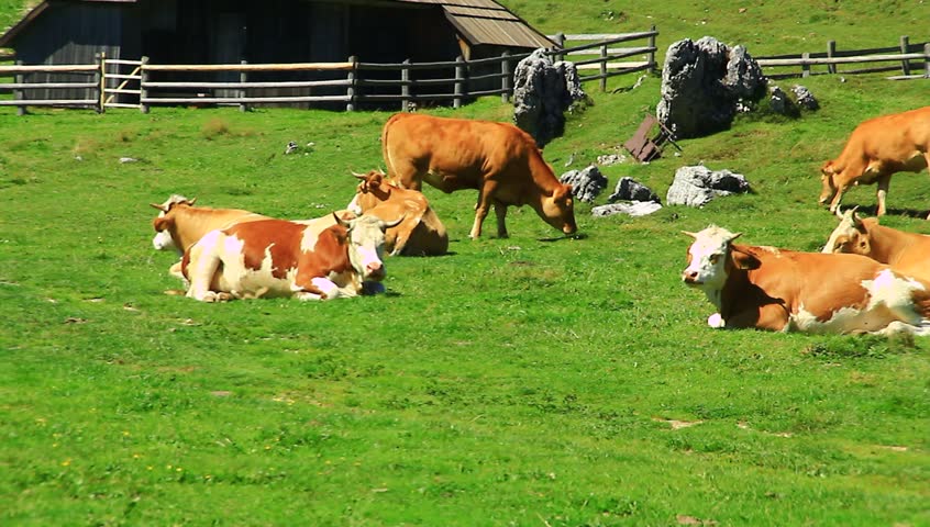 what is a split hoof animals what is a split hoof animals