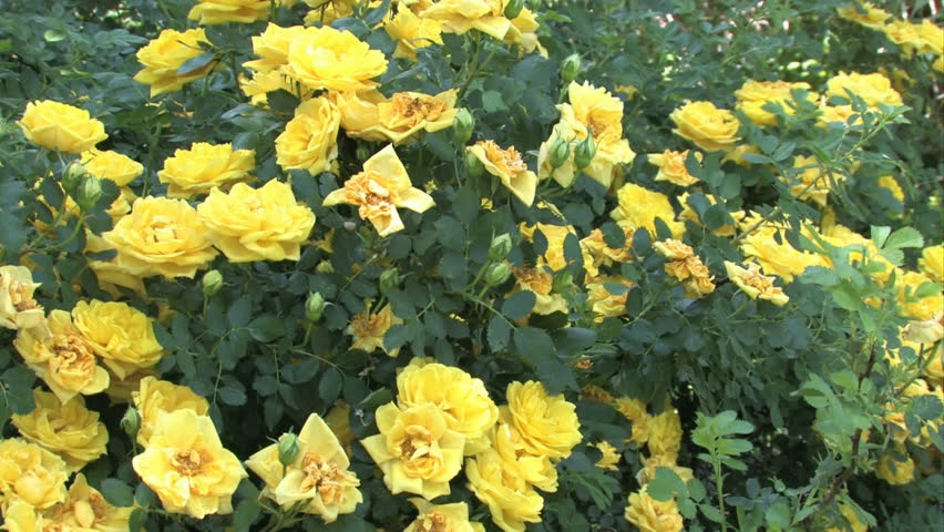 Wild Yellow Roses Planted By Stock Footage Video 100 Royalty