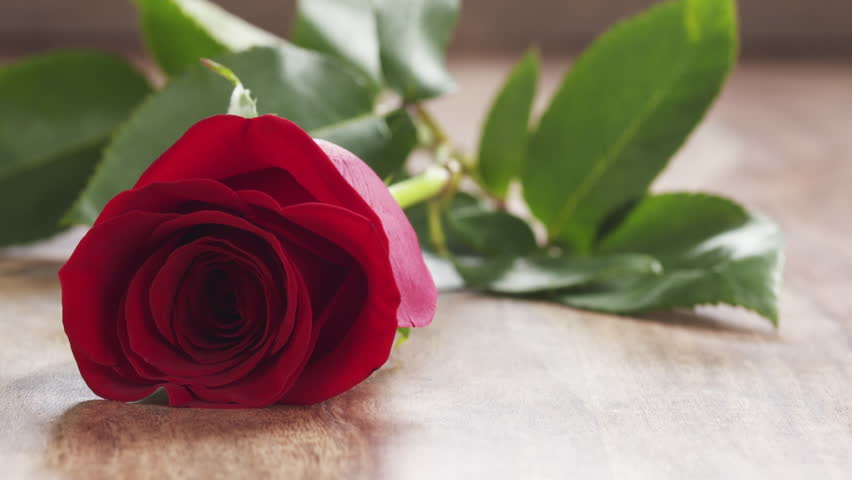 Single Red Rose Falling On Stock Footage Video 100 Royalty Free