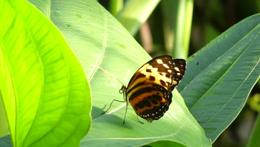Header of Nymphalidae