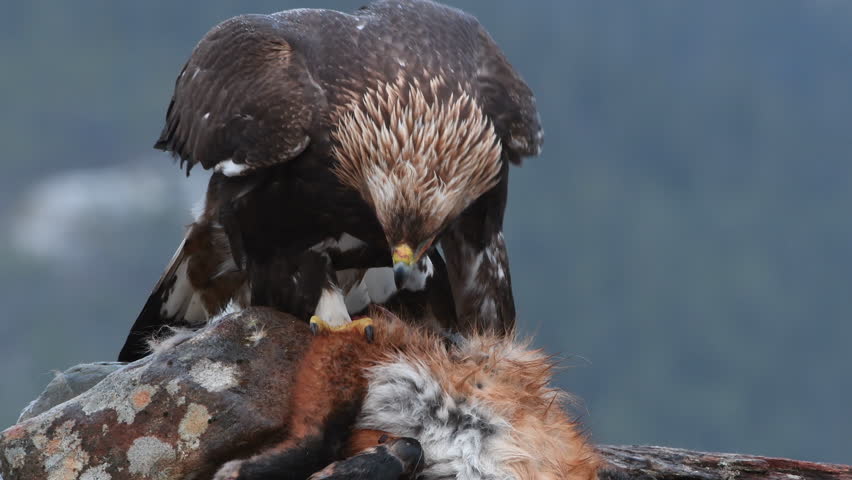 Golden Eagle Aquila Chrysaetos Feeding Stock Footage Video 100 Royalty Free 23898397 Shutterstock