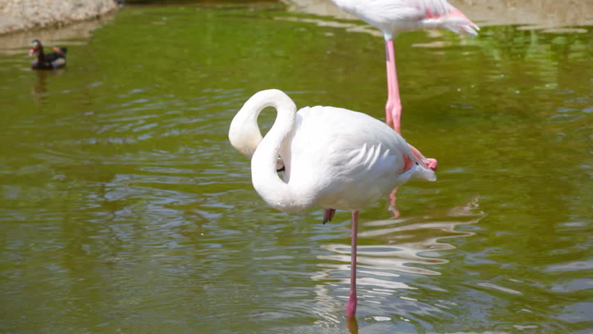white flamingo reddit