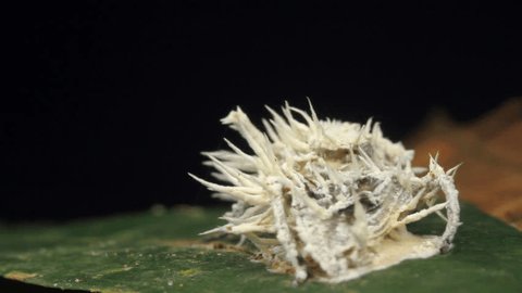 Cordyceps Fungus Infecting A Fly Stock Footage Video 100 Royalty Free Shutterstock