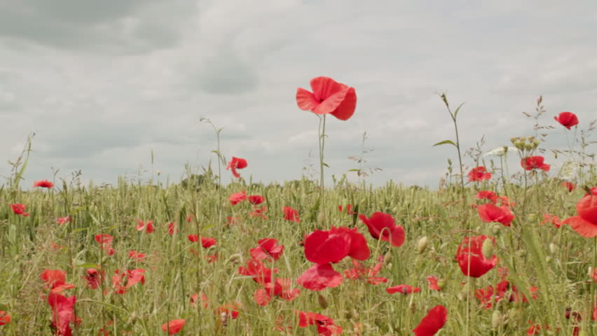 Header of poppy