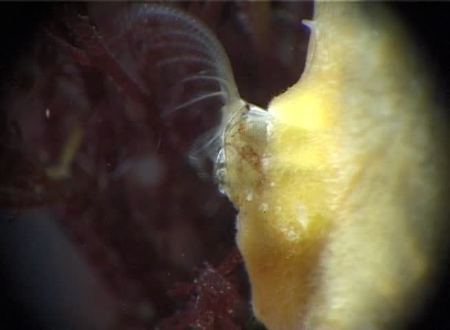 Header of subphylum