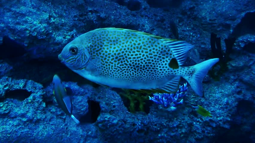 Image result for mauritius aquarium