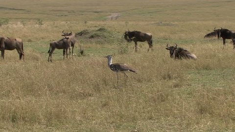 A Cory Bastard Walks Among Stock Footage Video 100 Royalty Free Shutterstock