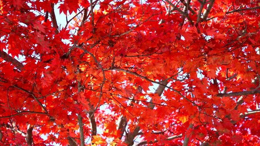 толковый словарь багряный. лексическое значение слова багряный. багровый цвет. осеннее дерево. багровый цвет цвет.