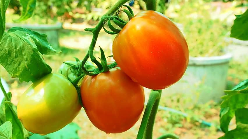 anthesis in tomato Anthesis definition relation of temperature to anthesis and blossom drop of the tomato together with a histological study of the pistils. anthesis in tomato Anthesis definition relation of temperature to anthesis and blossom drop of the tomato together with a histological study of the pistils.