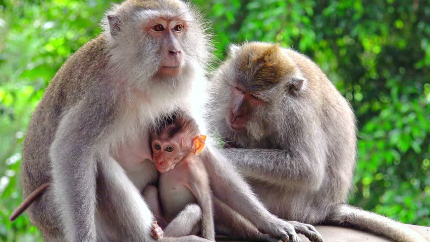 Group Of Crab-eating Macaques (Macaca Fascicularis). Adult Monkey ...